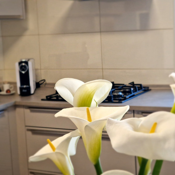 Cucina, Apartments Cerin - Rovinj, Apartments Cerin-Rovinj, Croazia Rovinj